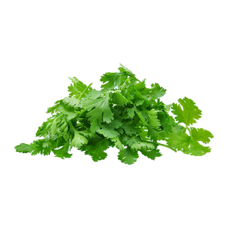 أوراق الكزبرة