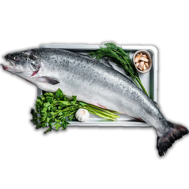 سمك سلمون كامل متوسط الحجم وزن السمكة حوالي 3 كيلو